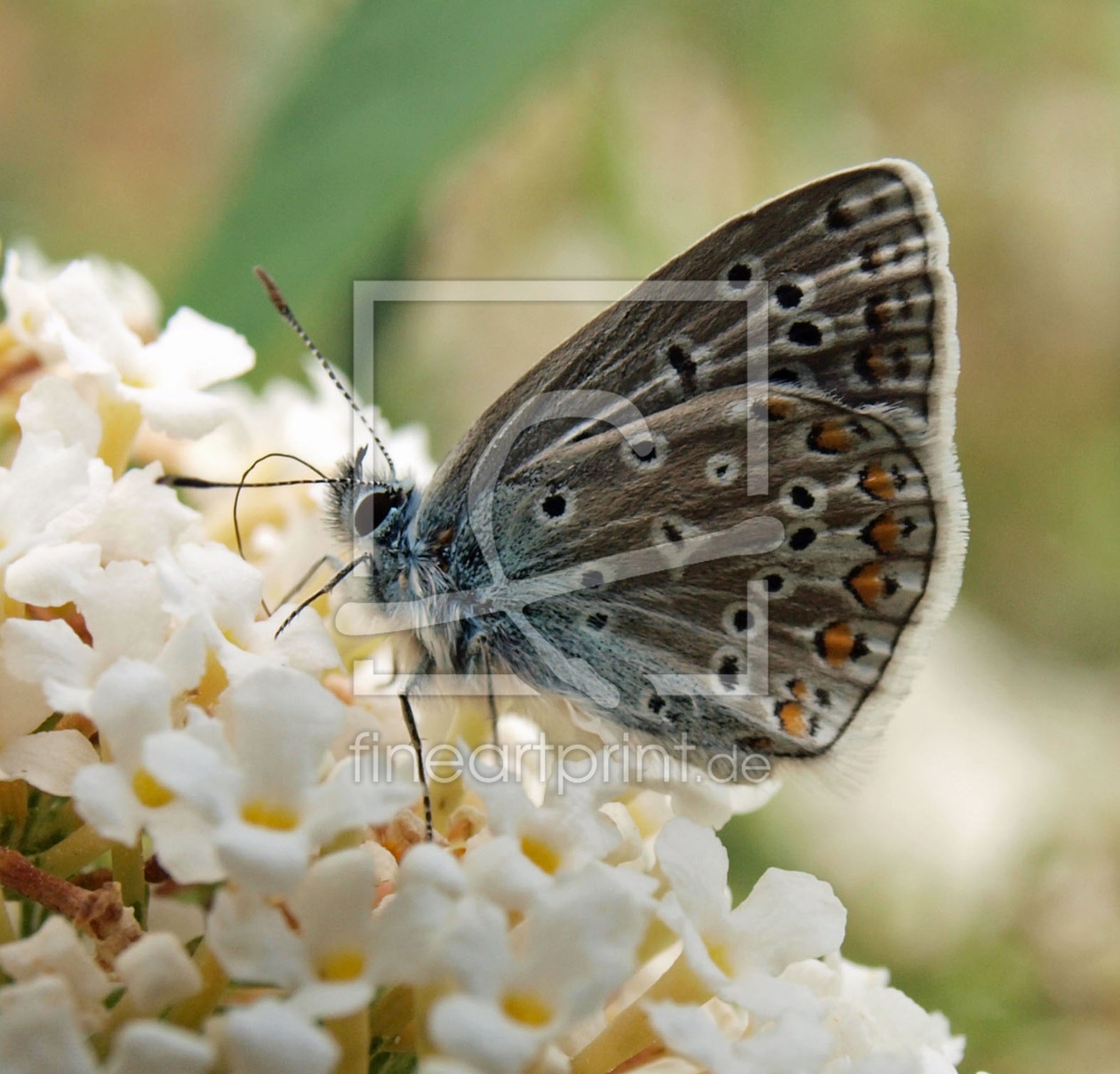 Bild-Nr.: 10166491 Schmetterling erstellt von wodan7