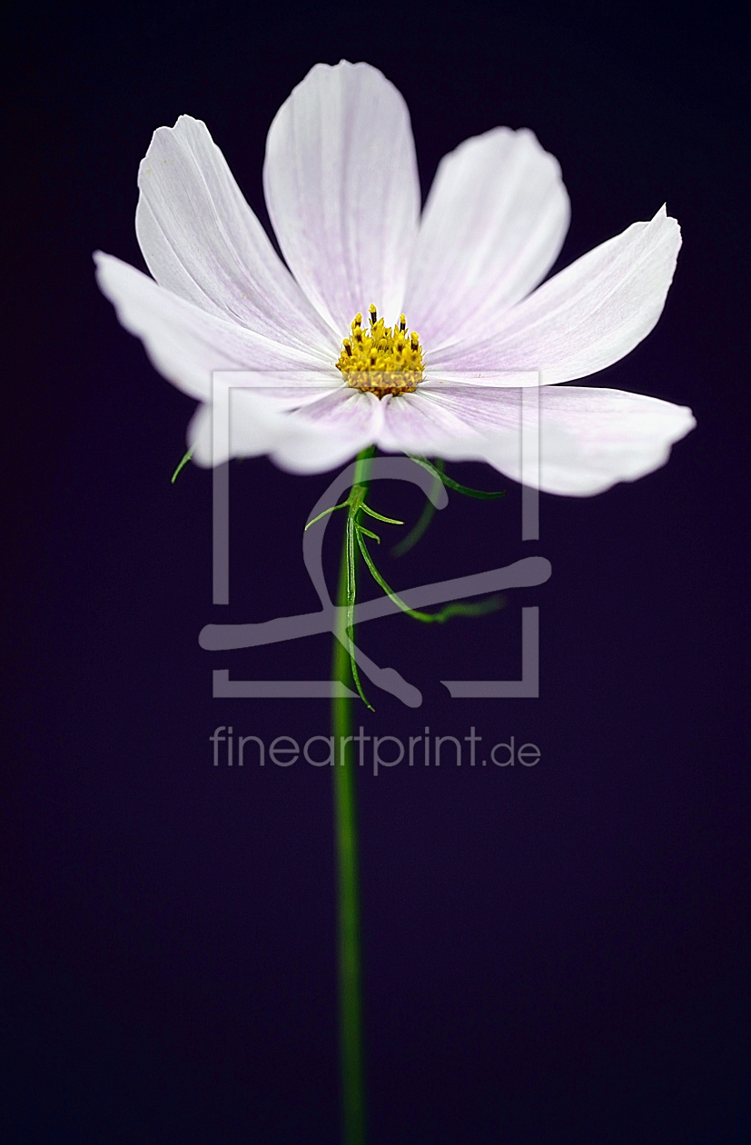 Bild-Nr.: 10167367 Cosmea  (Cosmos bipinnatus) erstellt von Renate Knapp