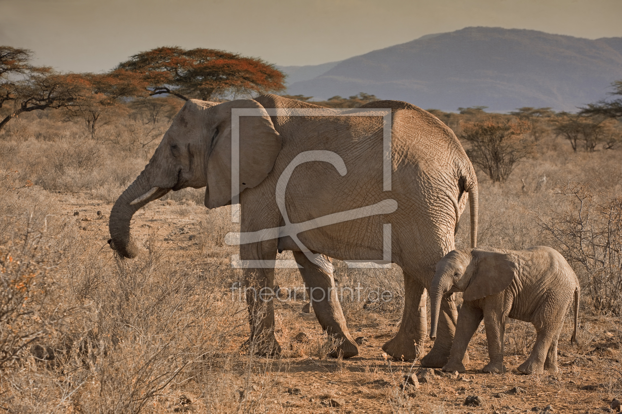 Bild-Nr.: 10168133 Elephants Crossing erstellt von Thomas Herzog