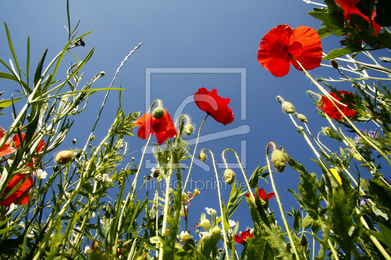 Bild-Nr.: 10170353 poppy erstellt von fotoping