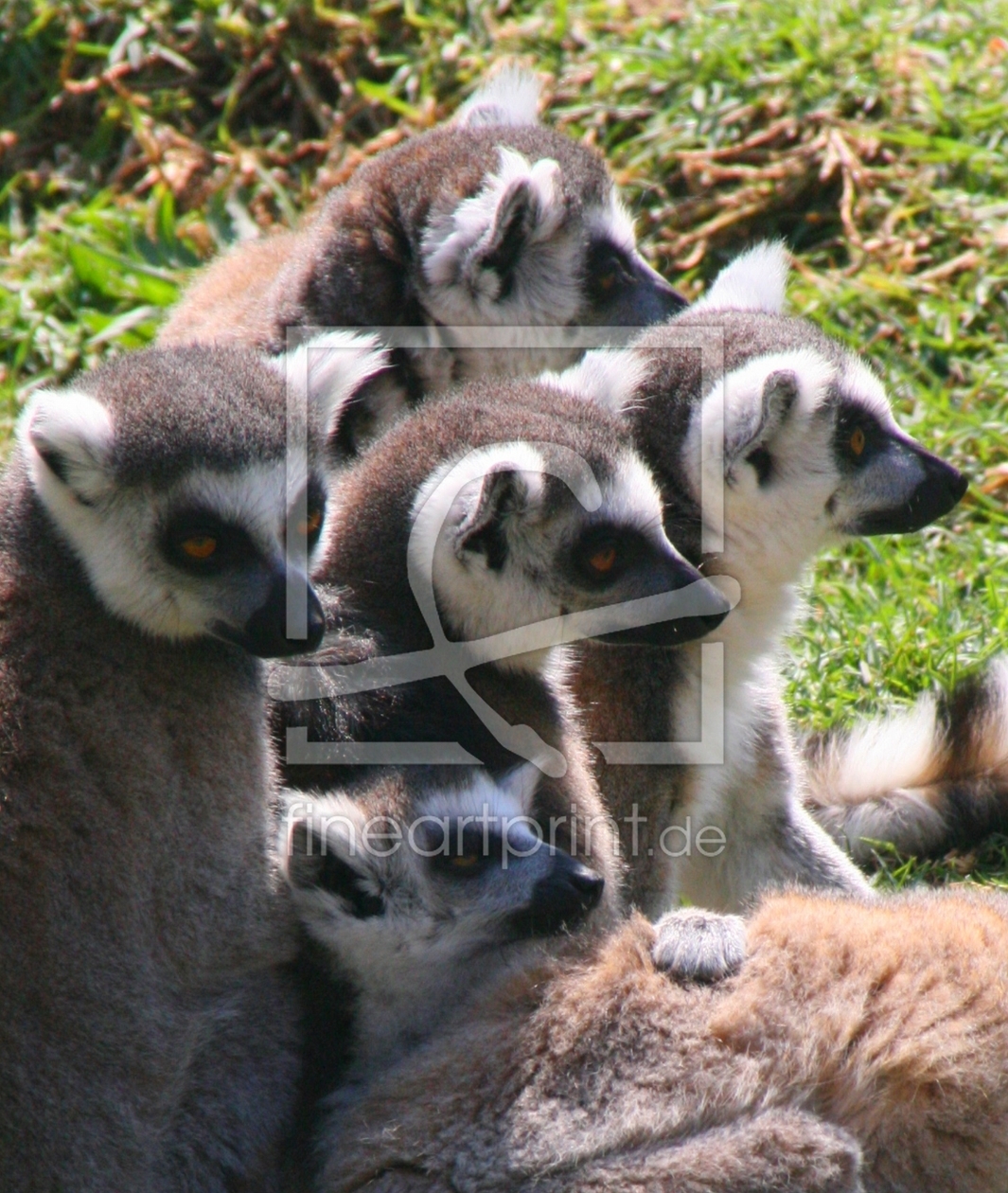 Bild-Nr.: 10170559 Meerkatzen erstellt von anjes