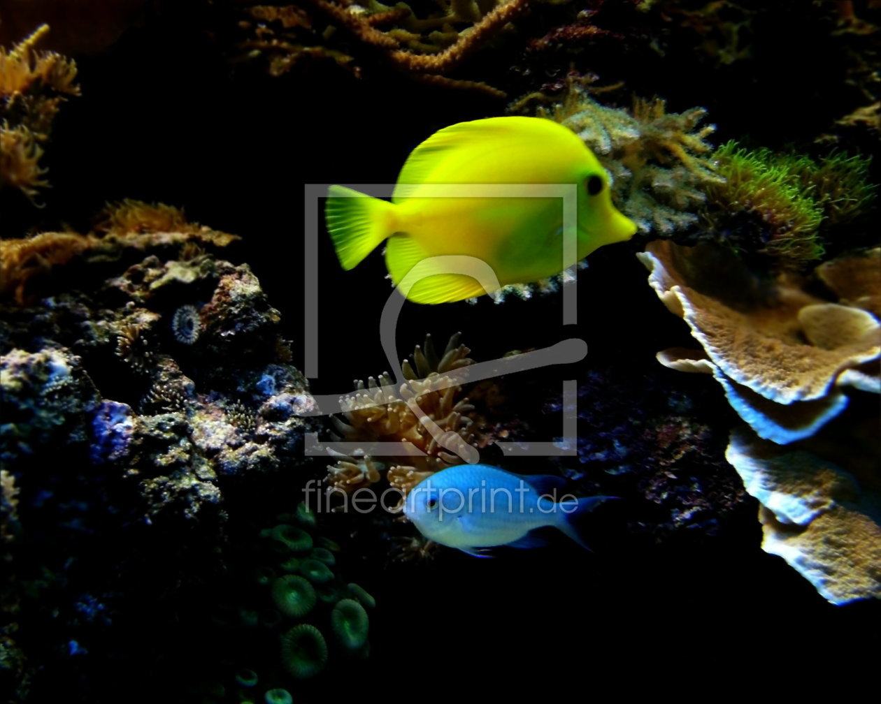 Bild-Nr.: 10171375 Fabelhafte Unterwasserwelt III erstellt von Heike Hultsch
