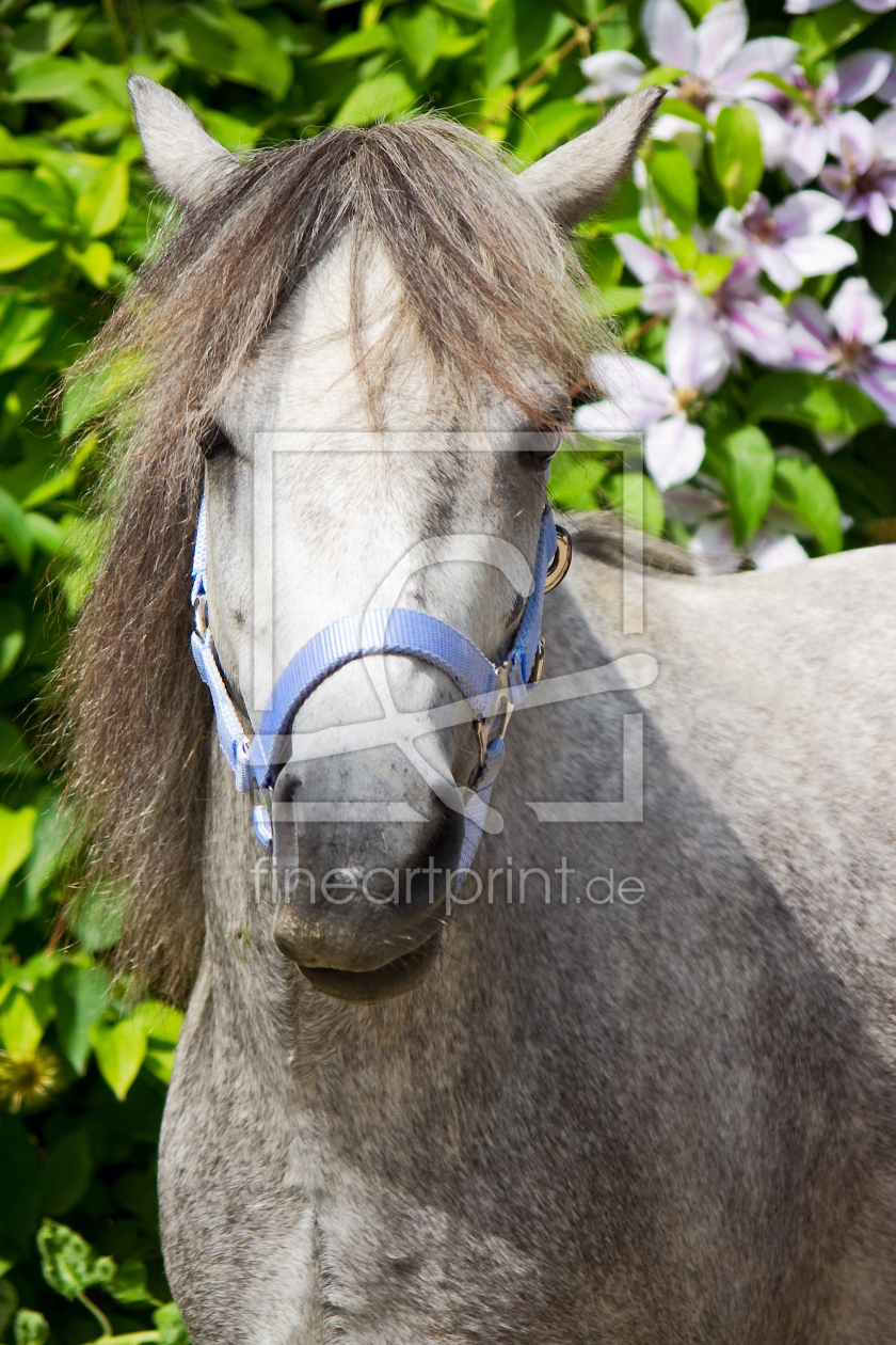 Bild-Nr.: 10172575 Welshpony erstellt von Angela  Dölling