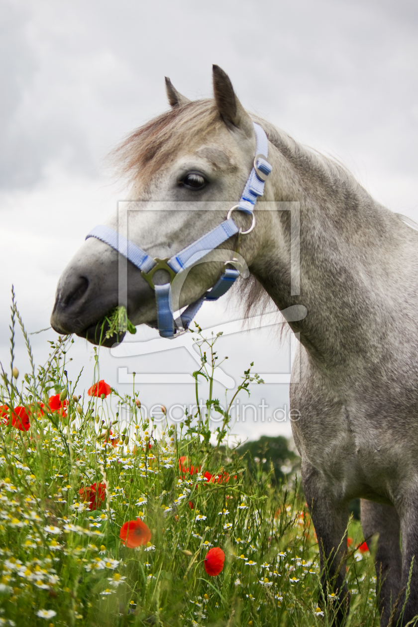 Bild-Nr.: 10172587 Welshpony im Mohnfeld erstellt von Angela  Dölling