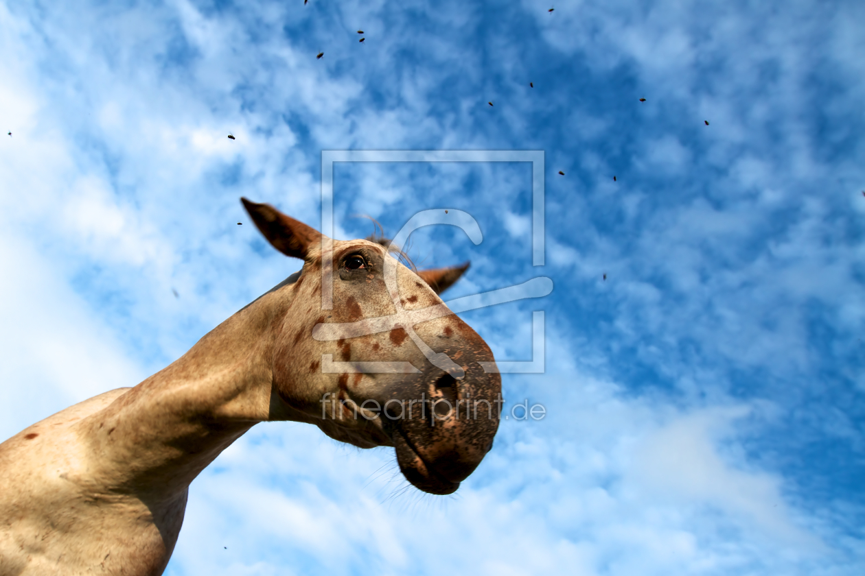 Bild-Nr.: 10172629 Esel ?,Tapir ? erstellt von Jens Kalanke
