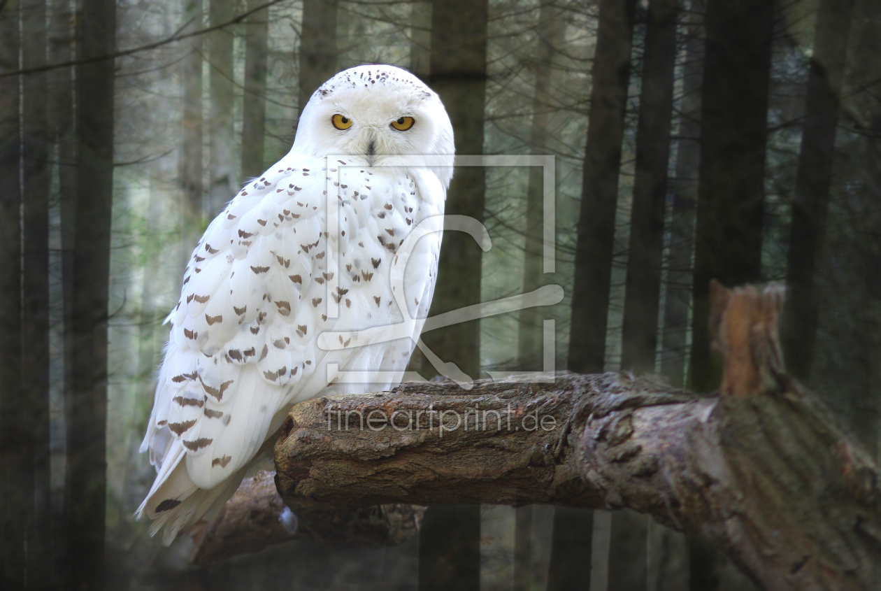 Bild-Nr.: 10175283 Schnee-Eule (Bubo scandiacus, Nyctea scandiaca) - hellere version erstellt von WildlifePhotography