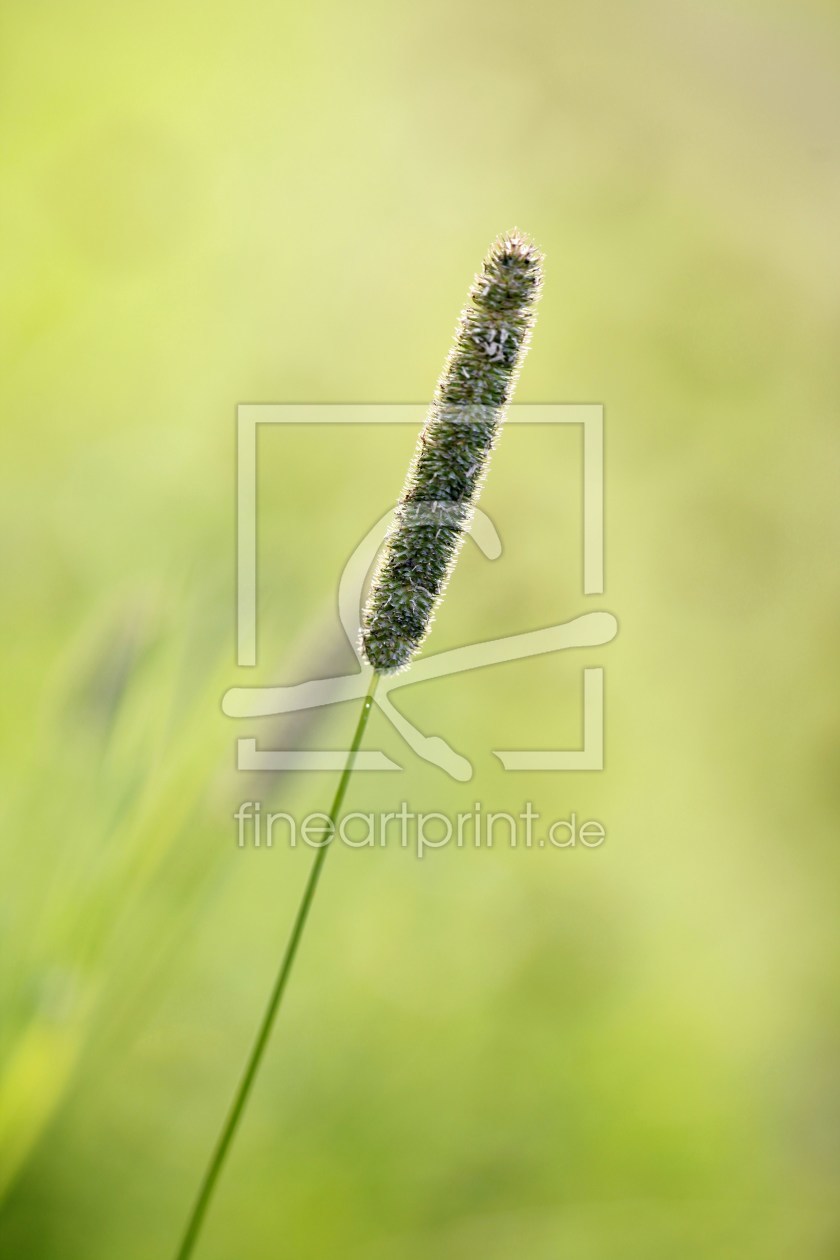 Bild-Nr.: 10175631 Wiesenschönheiten erstellt von Renate Knapp