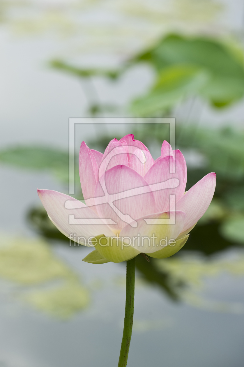Bild-Nr.: 10175755 Lotus #7 erstellt von danielschoenen