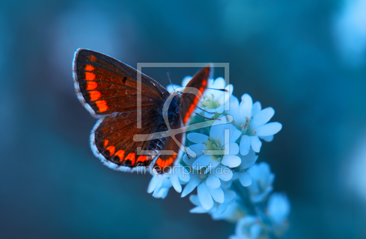 Bild-Nr.: 10177007 Butterfly erstellt von Atteloi