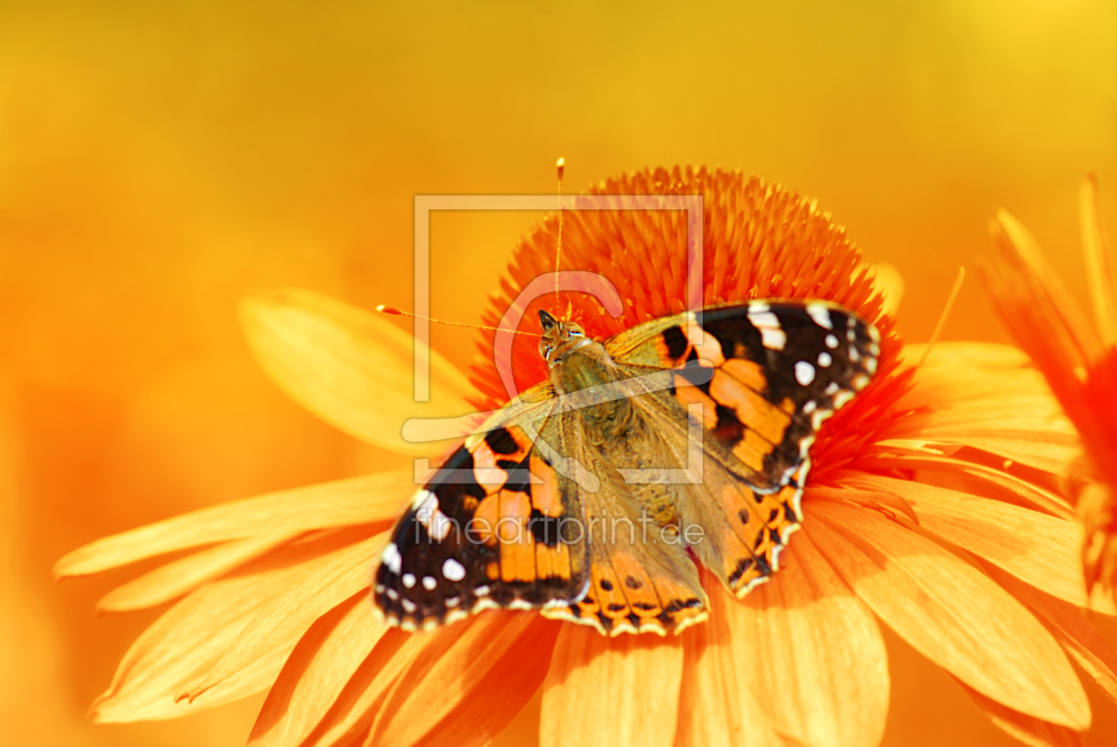 Bild-Nr.: 10179303 Butterfly erstellt von Atteloi
