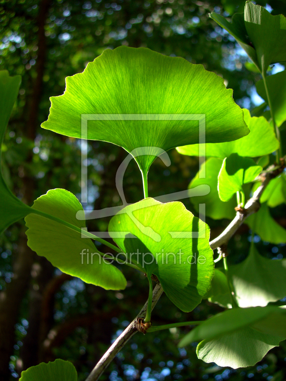 Bild-Nr.: 10179511 Ginkgobaum im Frühling erstellt von blackpool