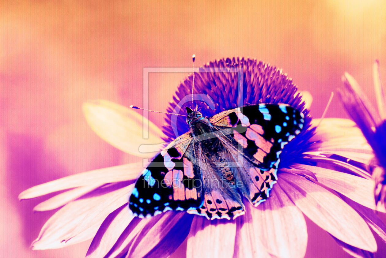 Bild-Nr.: 10180137 Butterfly erstellt von Atteloi