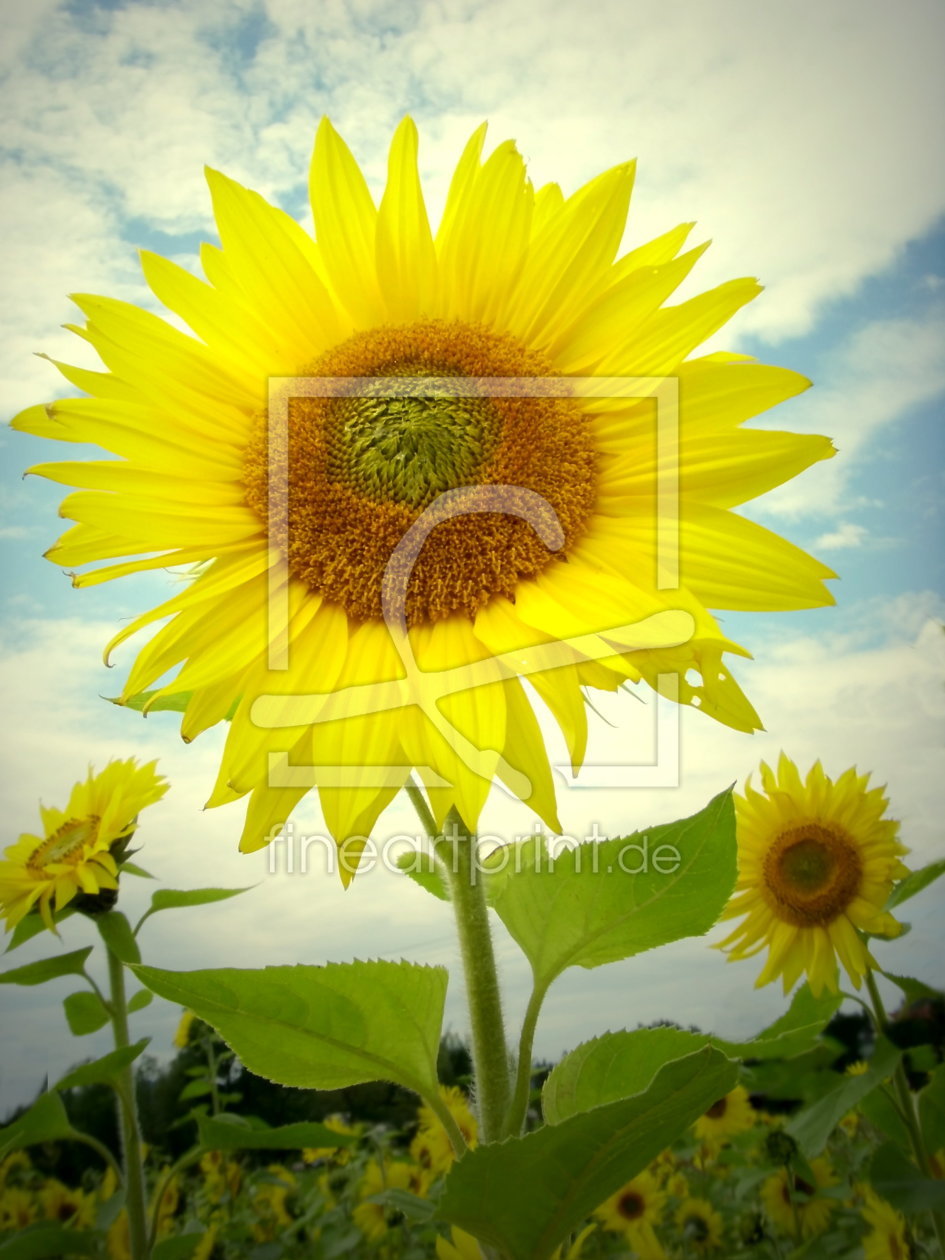 Bild-Nr.: 10181305 Sich im Wind wiegende Sonnenblumen.  erstellt von Heike Hultsch