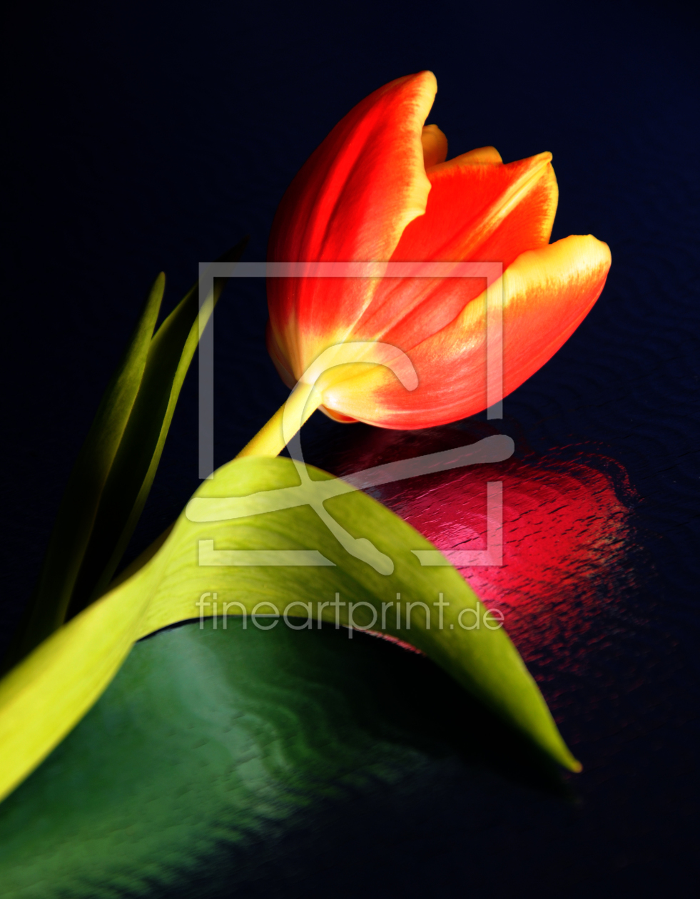 Bild-Nr.: 10184339 Tulpe erstellt von Herbo