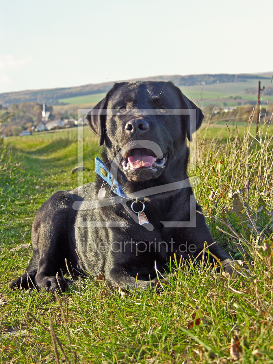 Bild-Nr.: 10186369 Labrador Retriever erstellt von Annett Tropschug