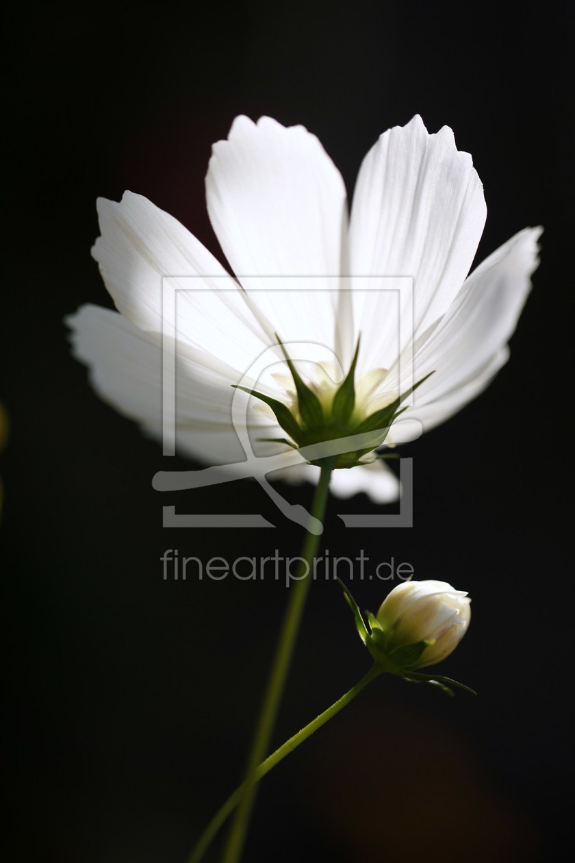 Bild-Nr.: 10190309 Cosmos bipinnatus, Schmuckkörbchen erstellt von Renate Knapp