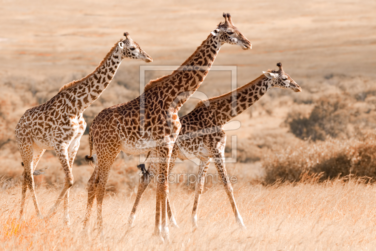 Bild-Nr.: 10192530 Out of Africa erstellt von Safarifotografie