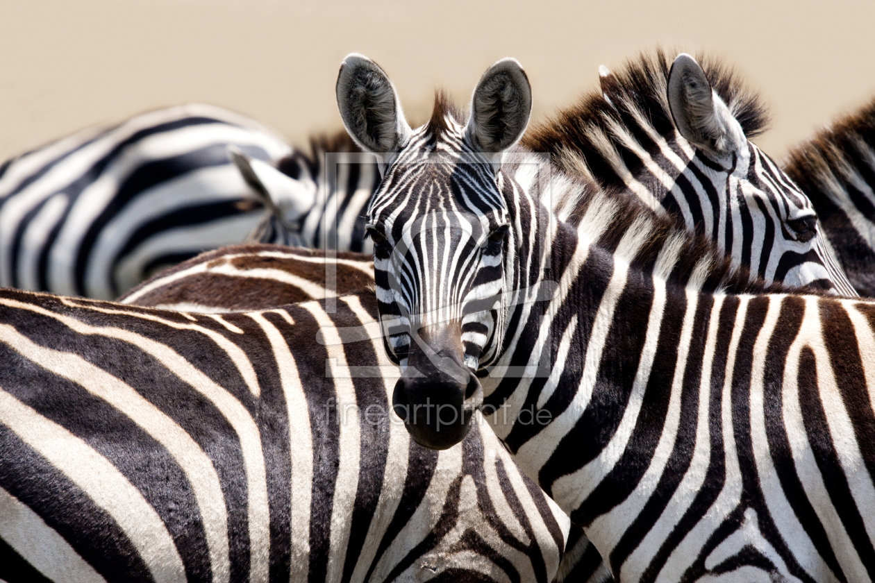 Bild-Nr.: 10193368 That`s Africa erstellt von Safarifotografie