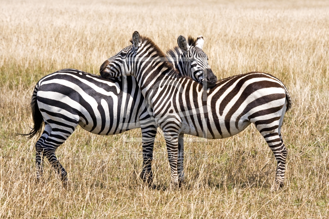 Bild-Nr.: 10194737 Zuneigung erstellt von Safarifotografie