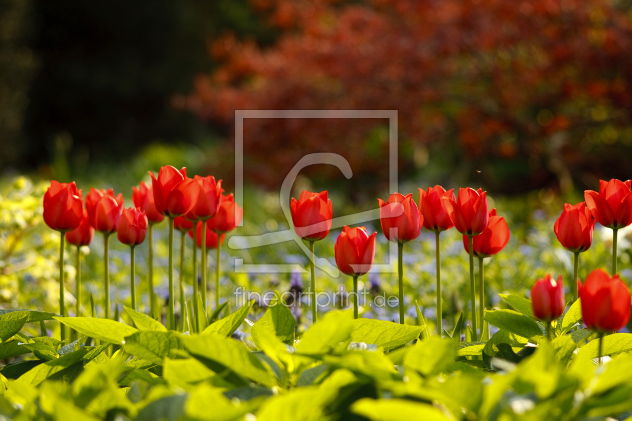 Bild-Nr.: 10196575 rotes Tulpenbeet im Gegenlicht erstellt von Digra987