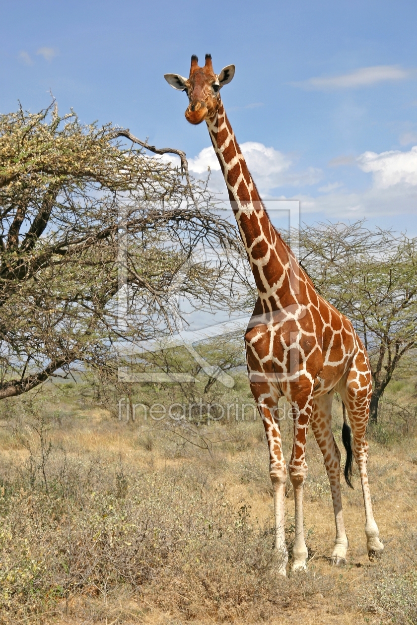 Bild-Nr.: 10196961 Rothschild Giraffe erstellt von Safarifotografie