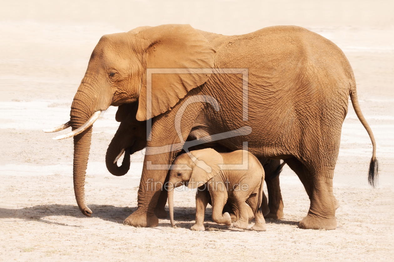 Bild-Nr.: 10197161 Elefanten-Mama mit Kind erstellt von Safarifotografie