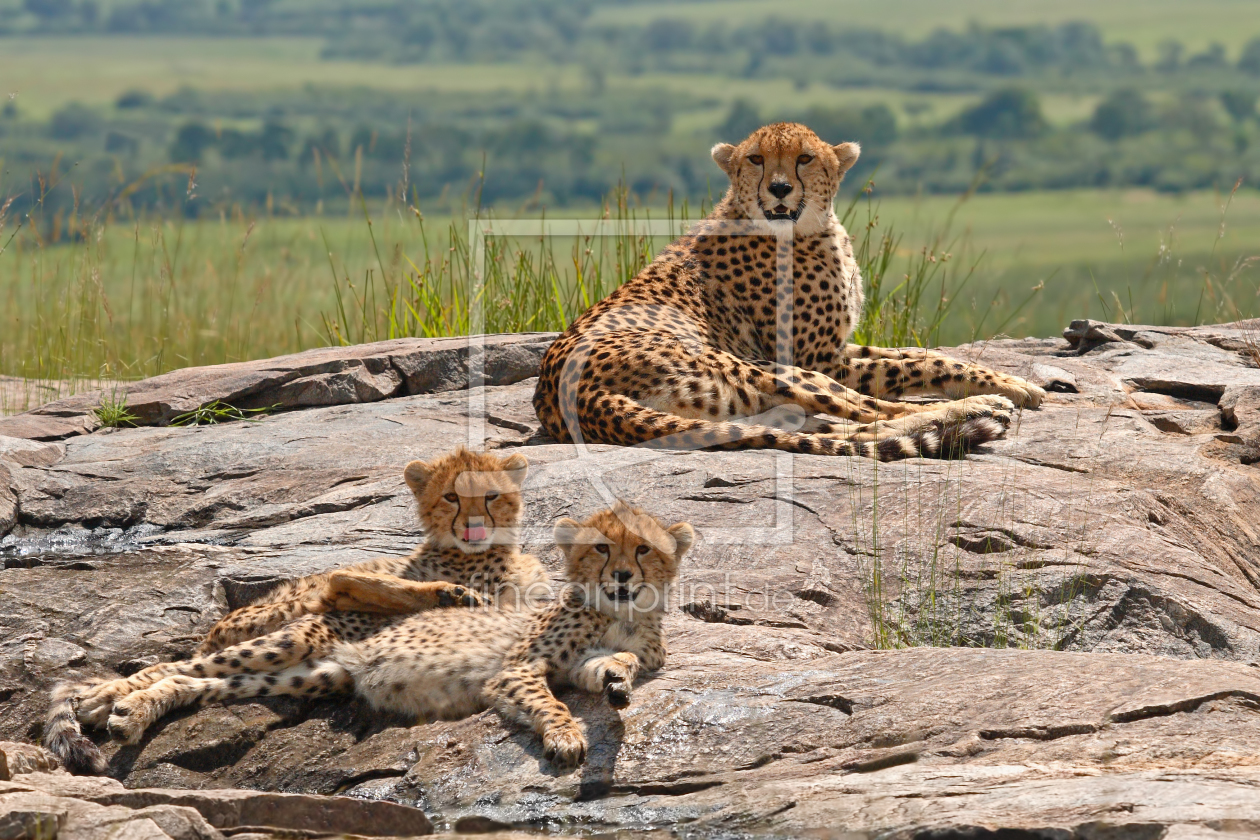 Bild-Nr.: 10197619 Geparden-Familie erstellt von Safarifotografie