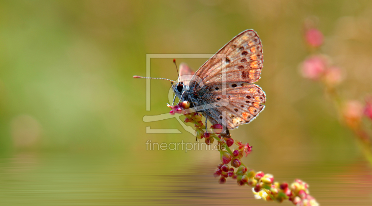 Bild-Nr.: 10199249 Butterfly erstellt von Atteloi