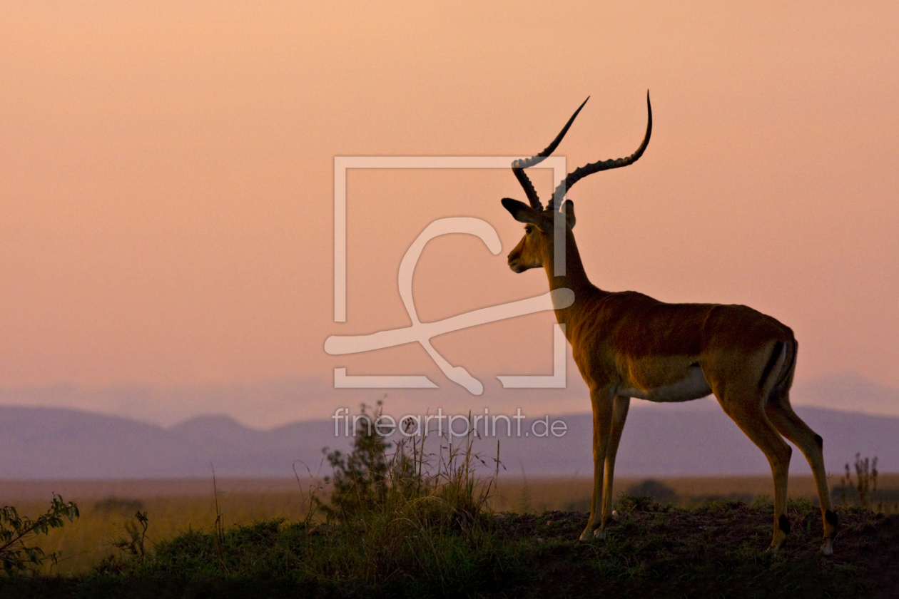 Bild-Nr.: 10201997 Morning has broken erstellt von Safarifotografie