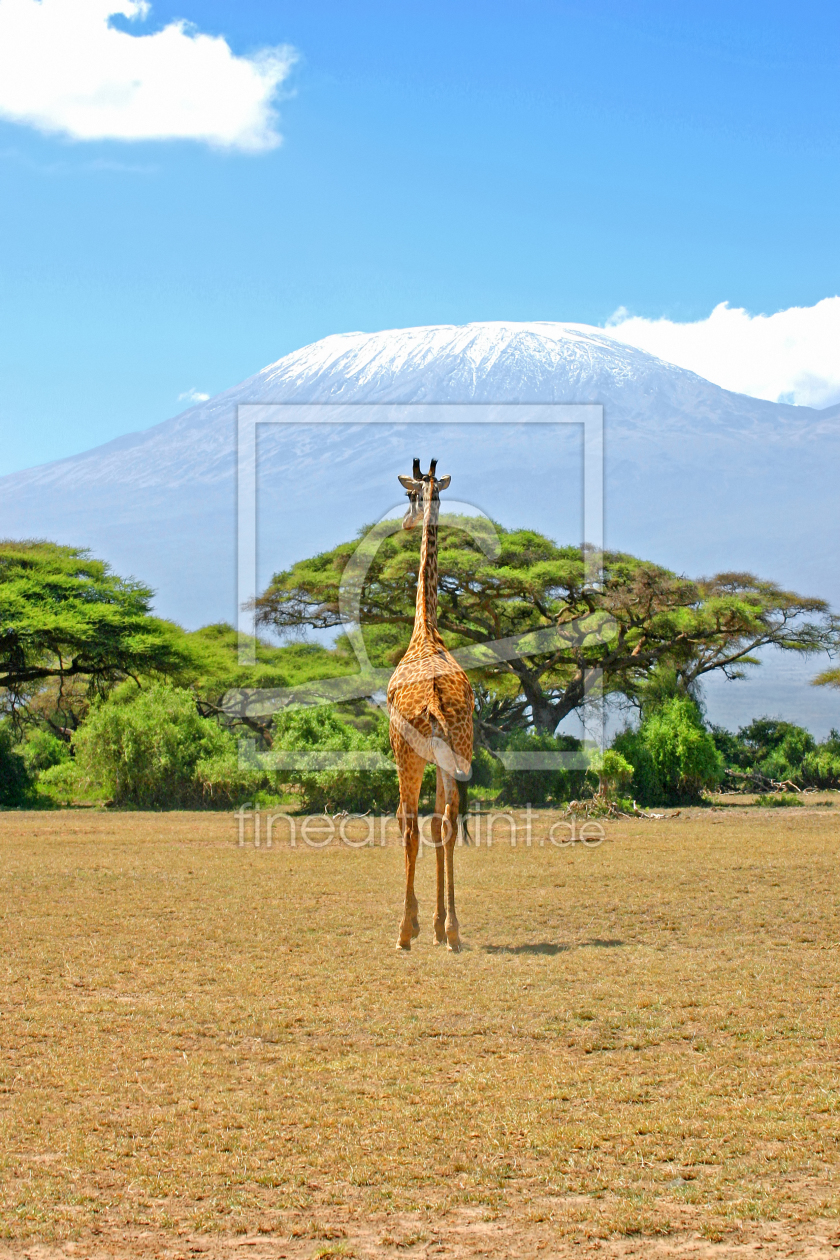 Bild-Nr.: 10202027 Giraffe vor Kilimanjaro erstellt von Safarifotografie