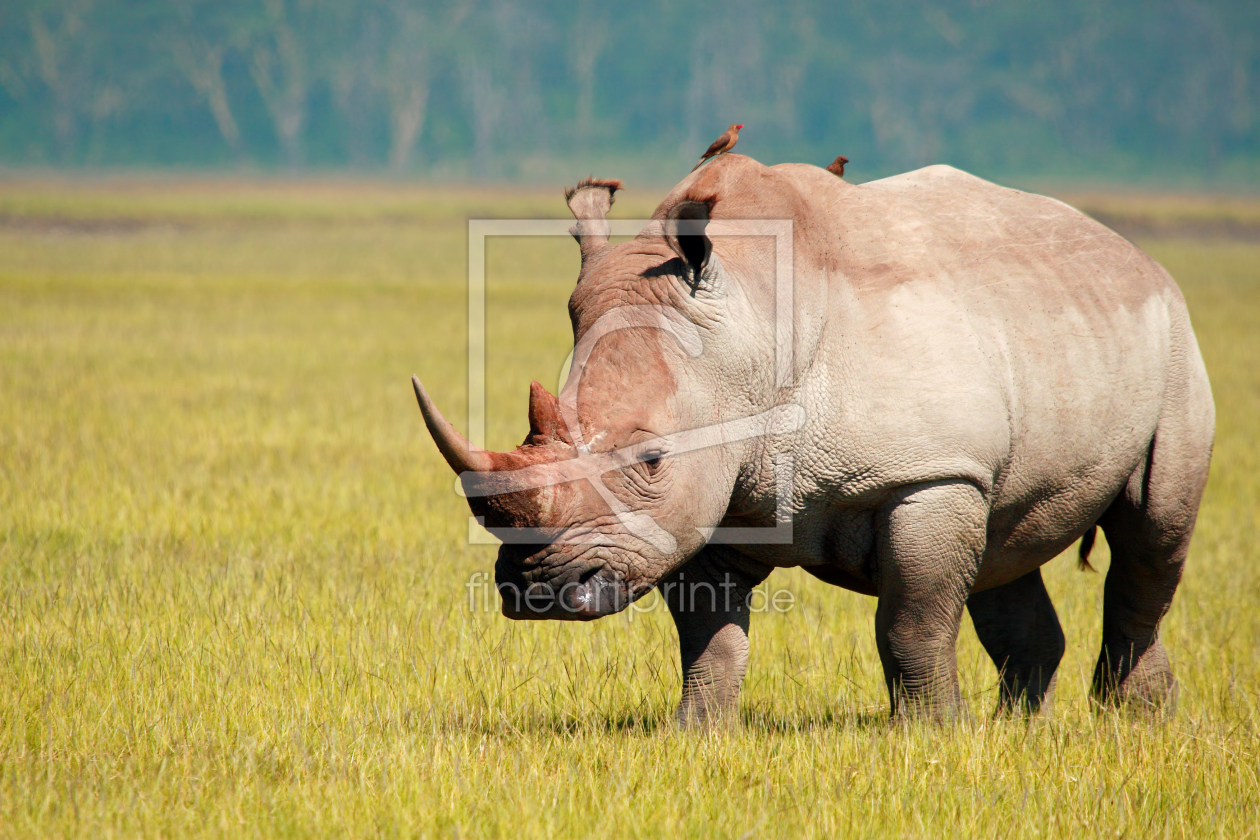 Bild-Nr.: 10203397 Rhino erstellt von Safarifotografie