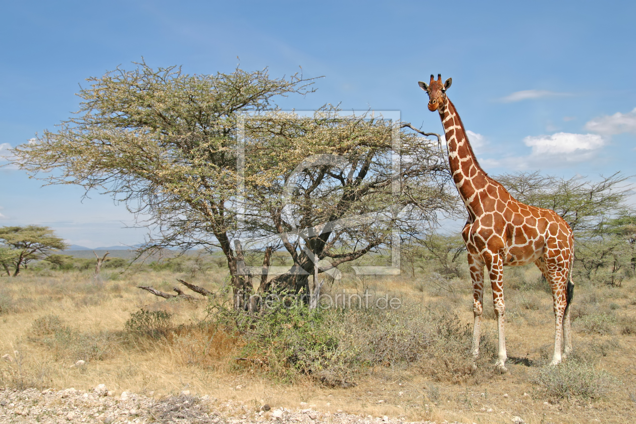 Bild-Nr.: 10204017 Rotschild Giraffe im Samburu Reservat erstellt von Safarifotografie