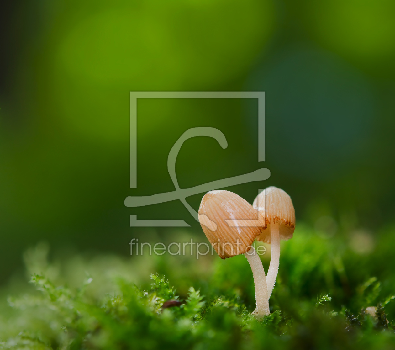 Bild-Nr.: 10204561 Pärchen im Wald Bild-Nr.: 10204561 Pärchen im Wald erstellt von SonjaWitter