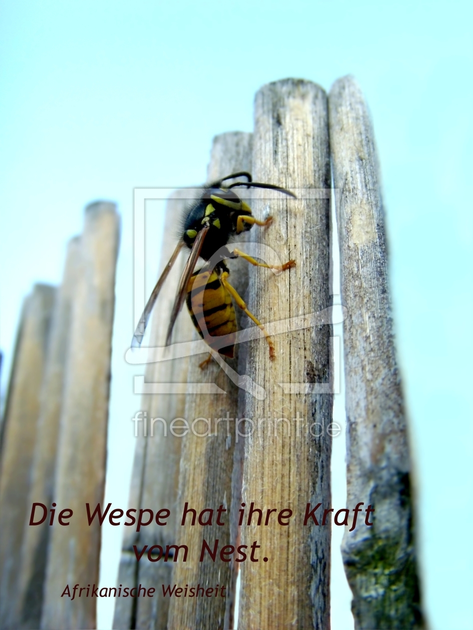 Bild-Nr.: 10204963 Die Wespe hat ihre Kraft  erstellt von Heike  Hultsch