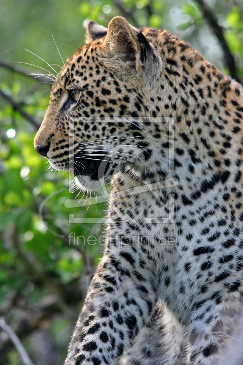 Bild-Nr.: 10205971 Leopard erstellt von Manuel Schulz