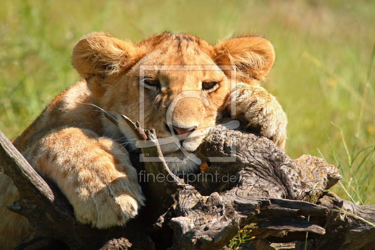 Bild-Nr.: 10206123 Das Fotomodel - 1 erstellt von Safarifotografie