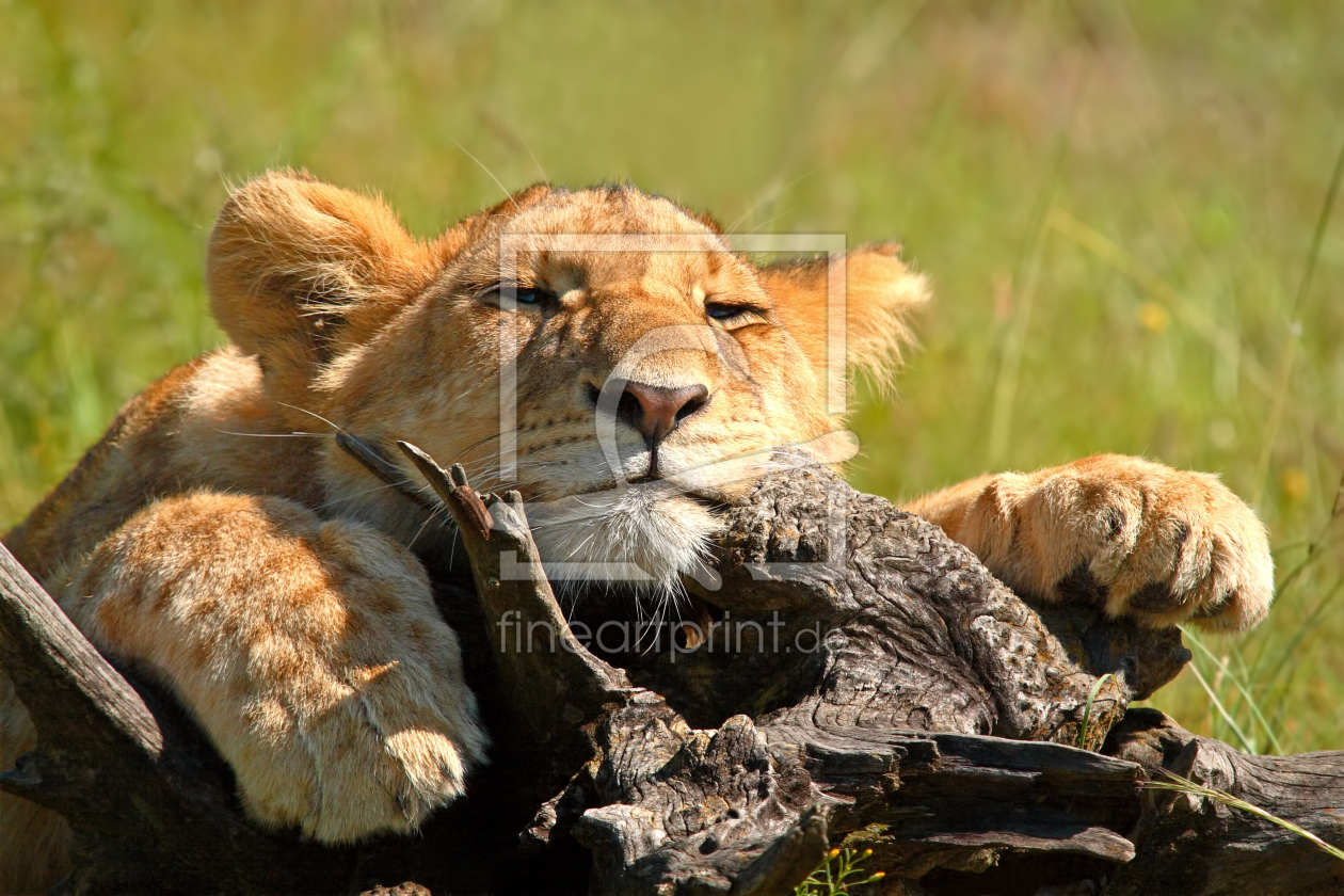 Bild-Nr.: 10206129 Das Fotomodel - 2 erstellt von Safarifotografie