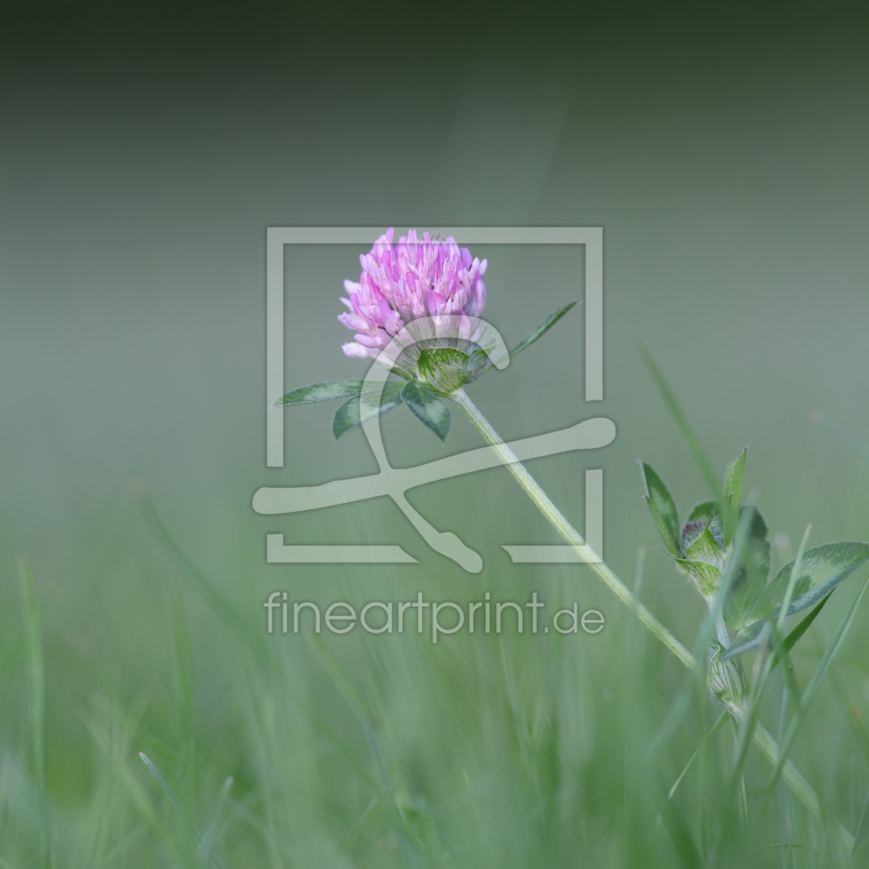 Bild-Nr.: 10206215 Wiesenklee erstellt von FotoDeHRO