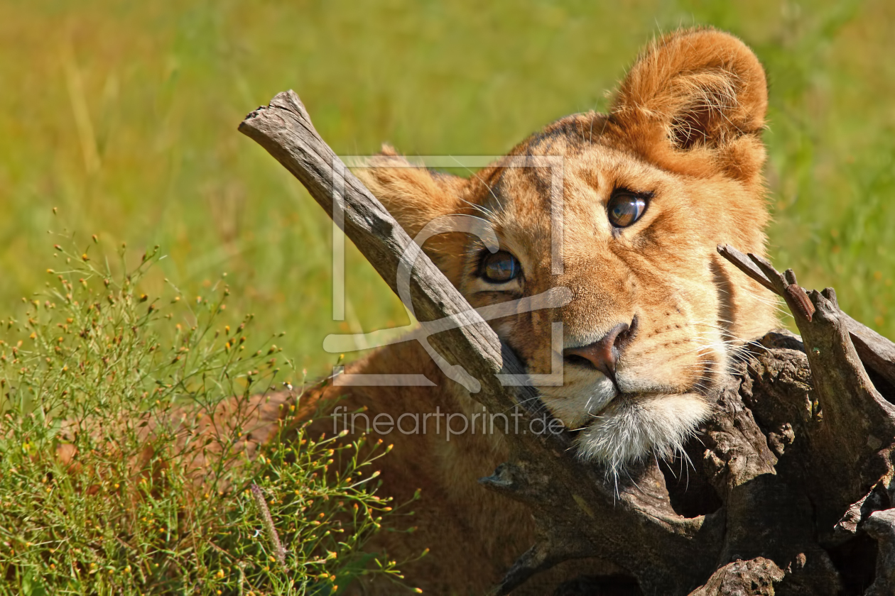 Bild-Nr.: 10206915 Das Fotomodel - 4 erstellt von Safarifotografie