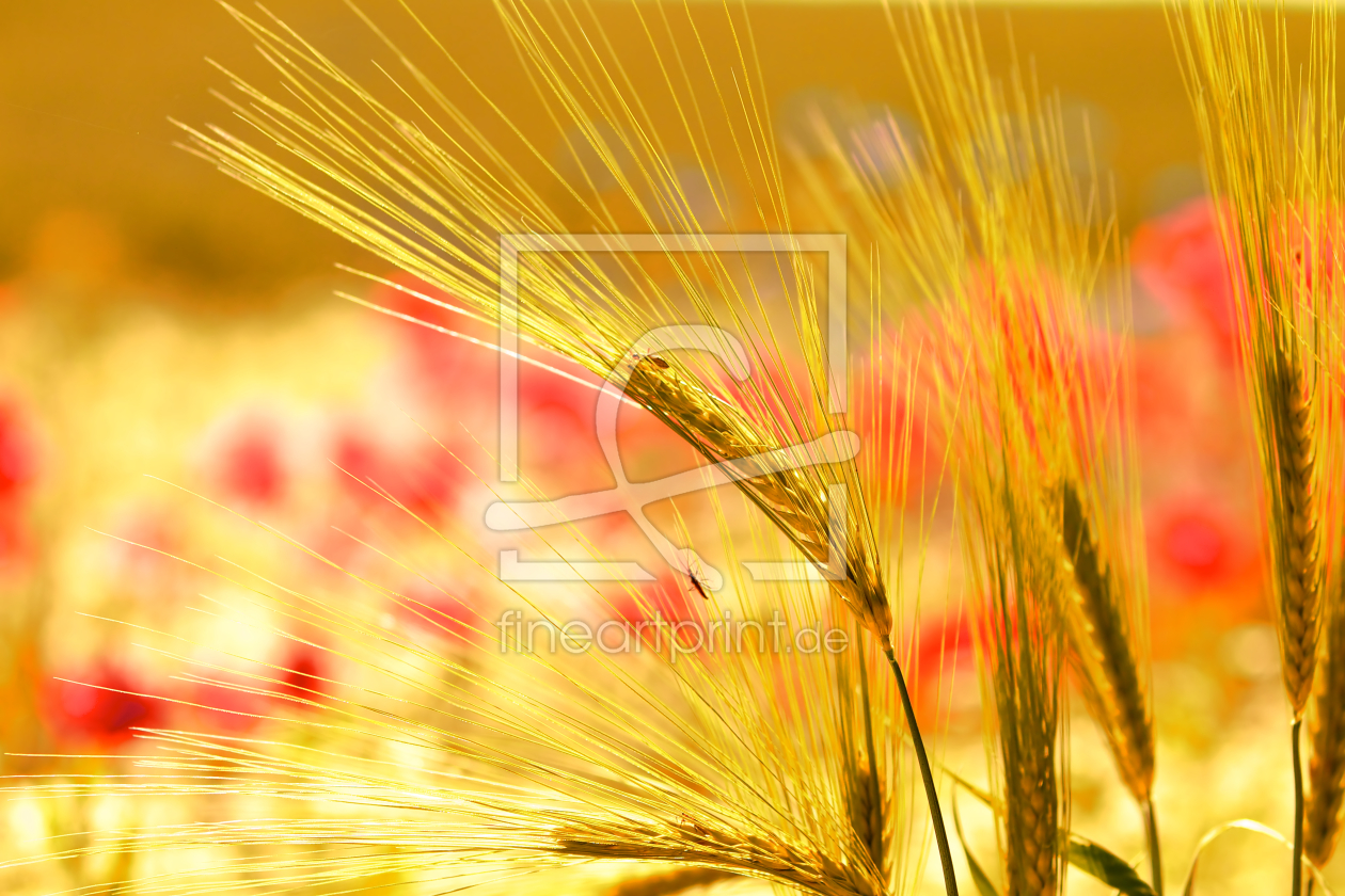 Bild-Nr.: 10206925 goldener Sommer erstellt von Jens Kalanke
