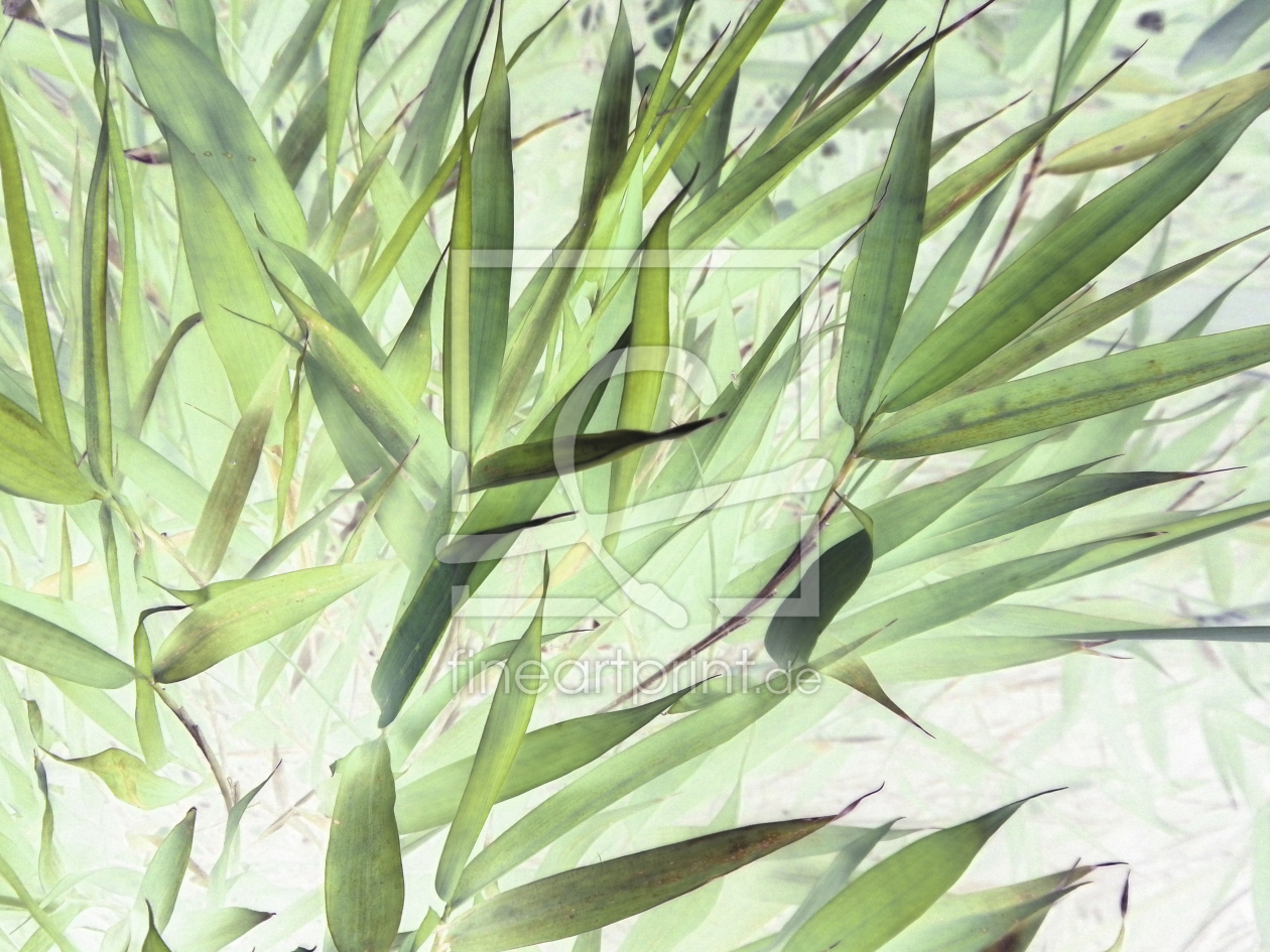 Bild-Nr.: 10207071 Green bamboo no. 1 erstellt von Heidemarie Sattler