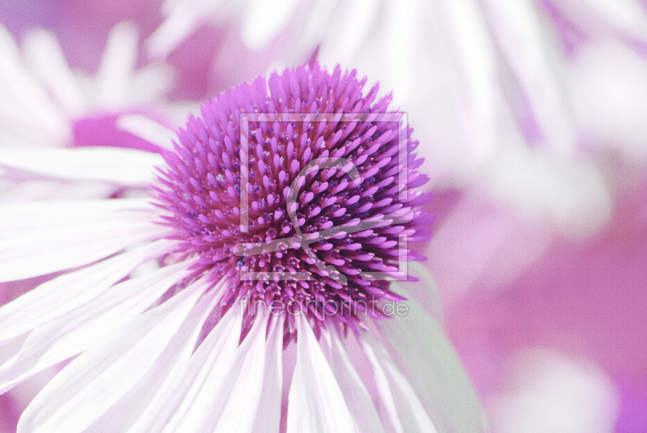 Bild-Nr.: 10208561 Sommerblumen erstellt von Atteloi