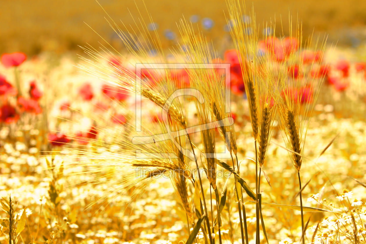 Bild-Nr.: 10208795 Fields of Gold erstellt von Jens Kalanke