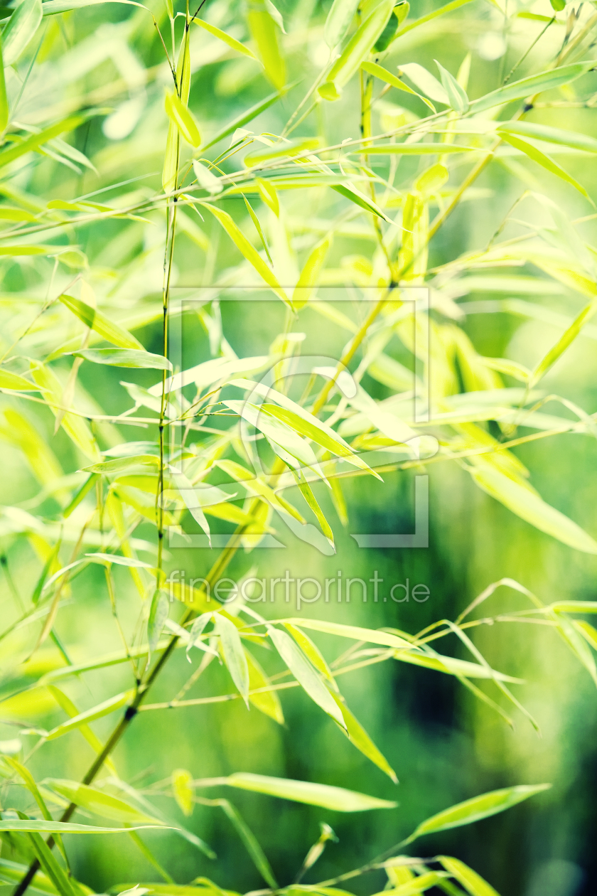 Bild-Nr.: 10211139 green bamboo erstellt von Timo Geble