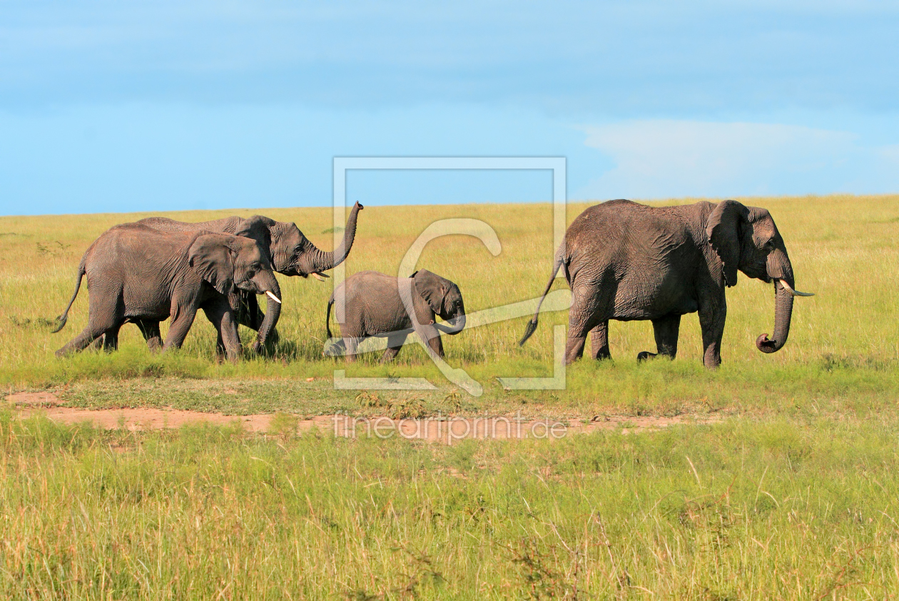 Bild-Nr.: 10211845 Elefanten-Polonaise erstellt von Safarifotografie