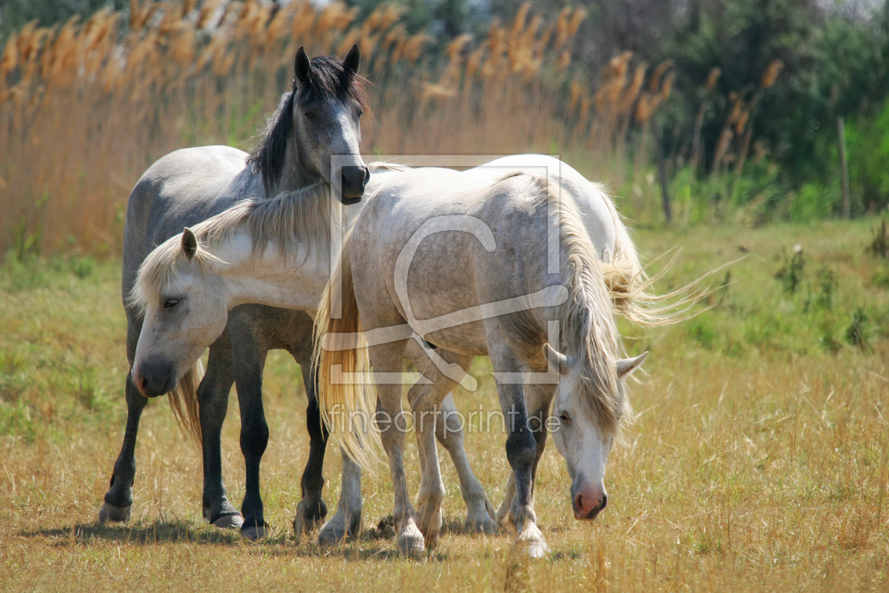 Bild-Nr.: 10212401 Pferde der Camargue erstellt von Safarifotografie