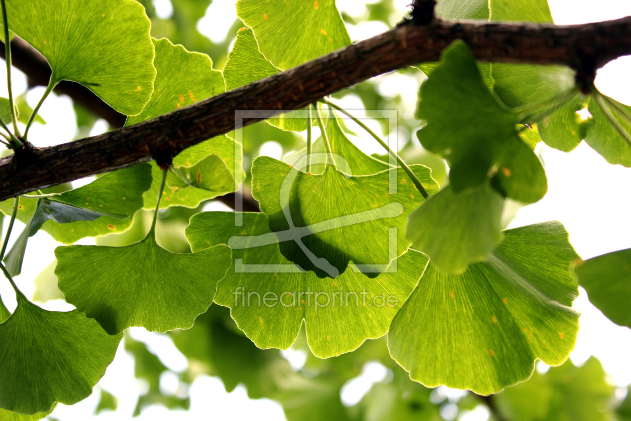 Bild-Nr.: 10213777 Ginkgoblätter erstellt von blackpool