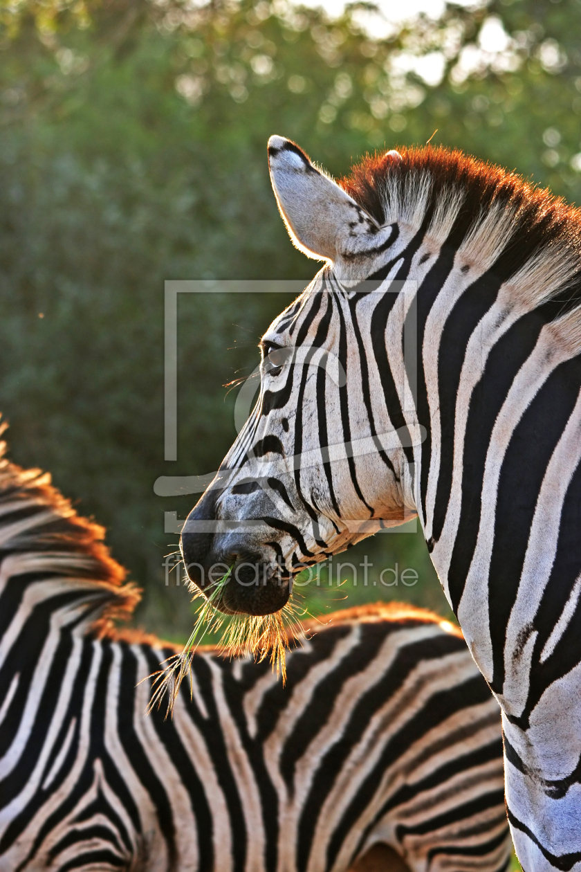 Bild-Nr.: 10214837 Zebra erstellt von Manuel Schulz