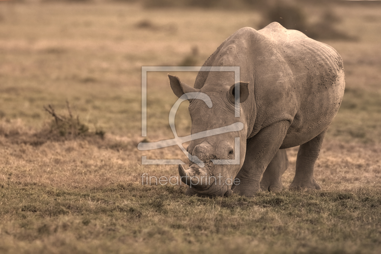 Bild-Nr.: 10215057 One of Big Five erstellt von 