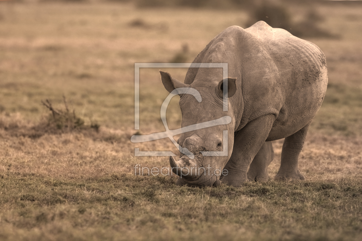 Bild-Nr.: 10215057 One of Big Five erstellt von Thomas Herzog